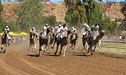 Camel Cup