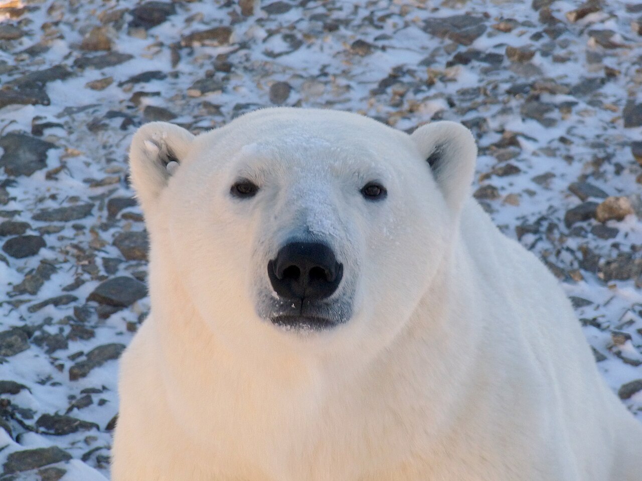 Churchill, Canada