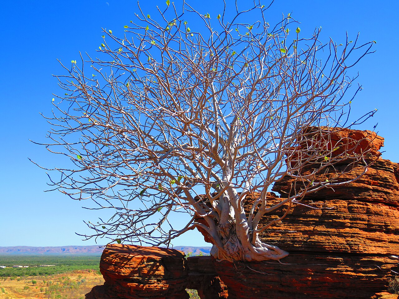Kununurra, Australia