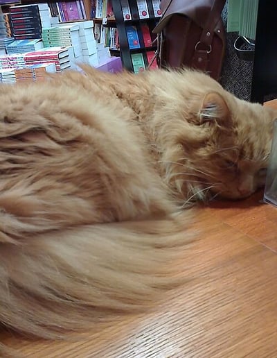 Hamish McHamish the cat