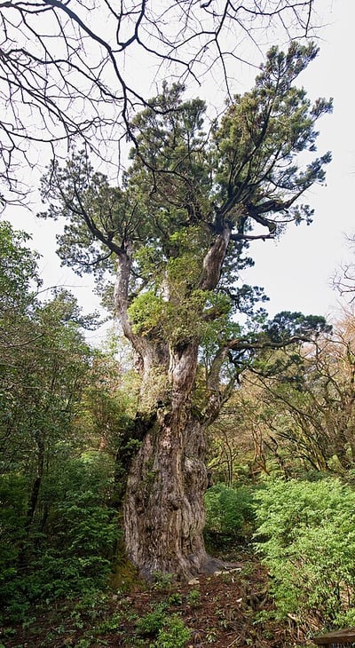 Jōmon Sugi cedar