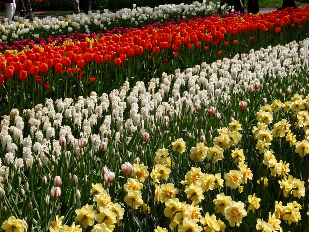 Lisse, Netherlands