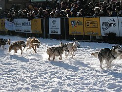 Yukon Quest
