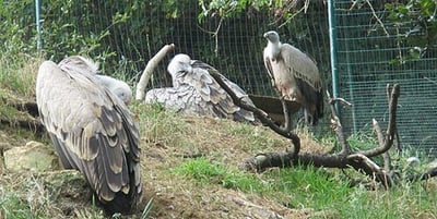 Zoológico de Santillana del Mar