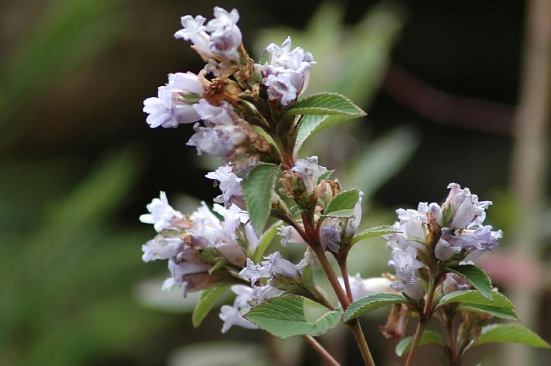 Kodaikanal, India
