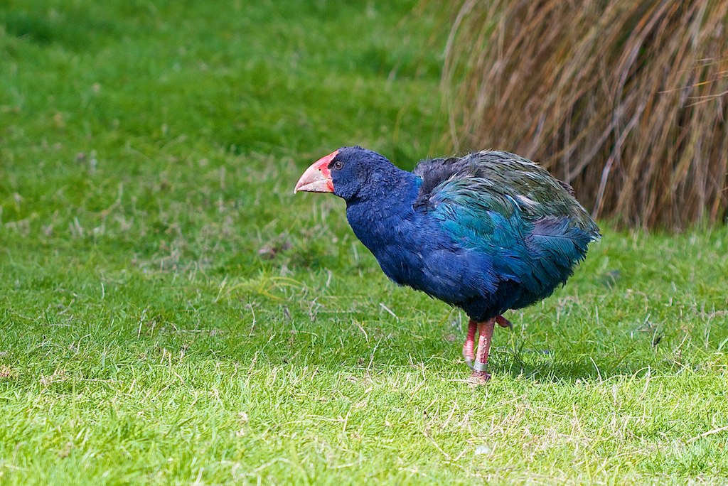 Te Anau, New Zealand