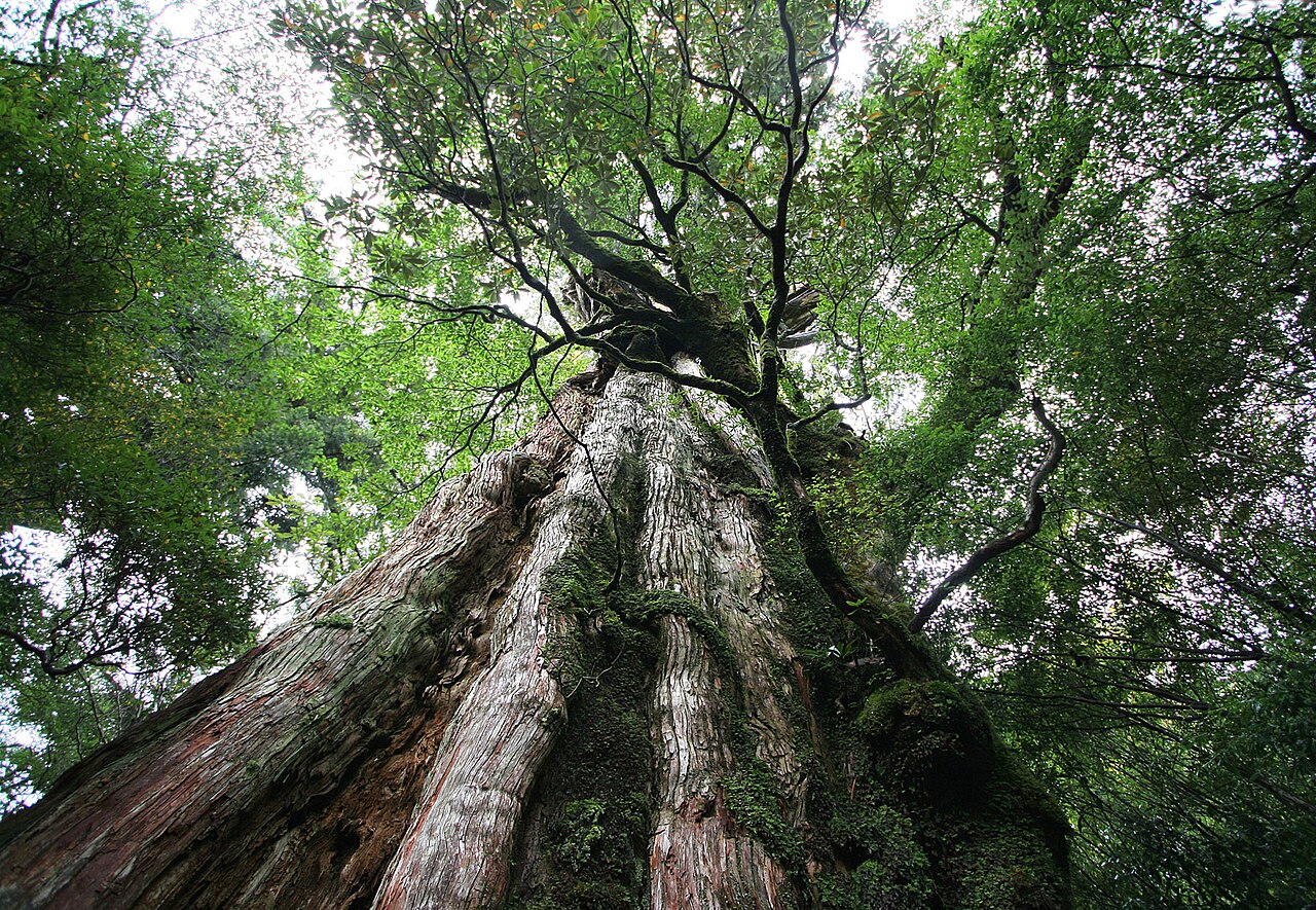 Yakushima, Japan